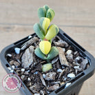 Corpuscularia lehmannii Variegata - Variegated Ice Plant