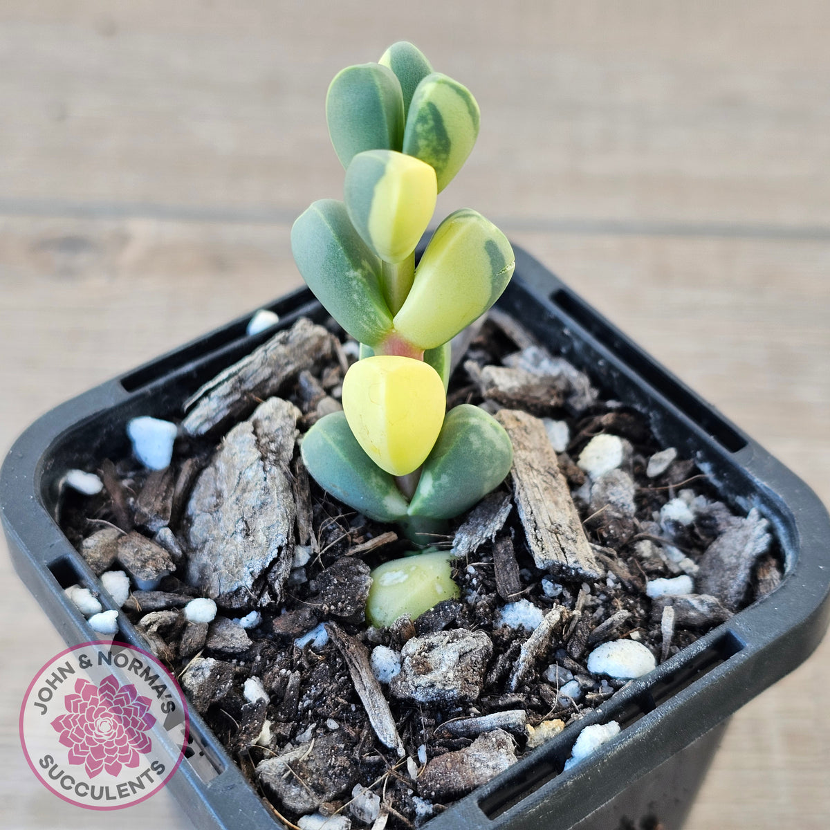 Corpuscularia lehmannii Variegata - Variegated Ice Plant