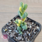 Corpuscularia lehmannii Variegata - Variegated Ice Plant
