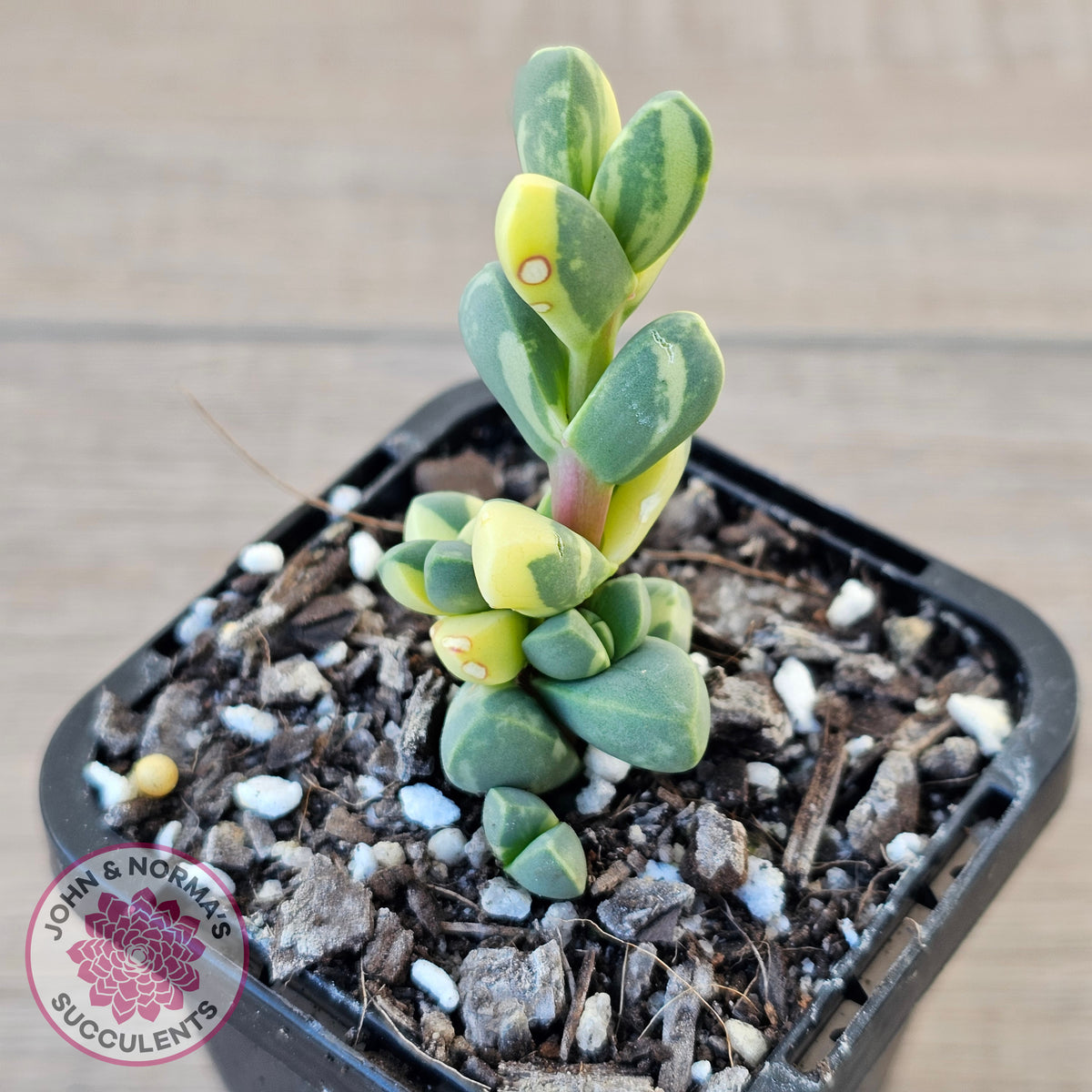 Corpuscularia lehmannii Variegata - Variegated Ice Plant