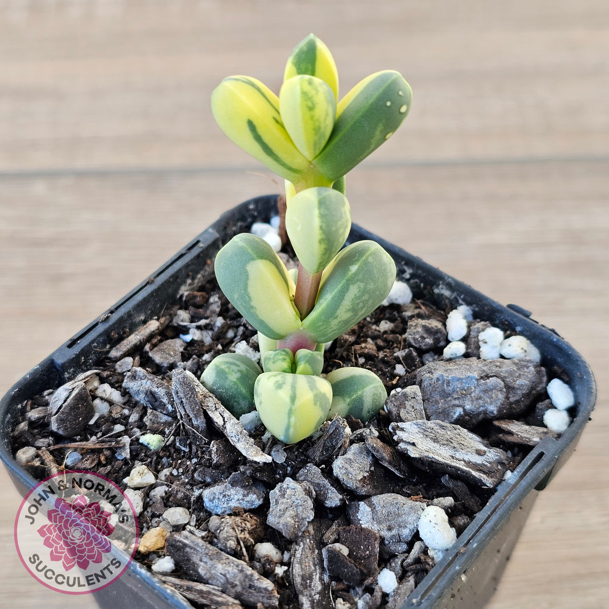 Corpuscularia lehmannii Variegata - Variegated Ice Plant