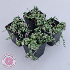Variegated String of Pearls - Senecio rowleyanus variegata