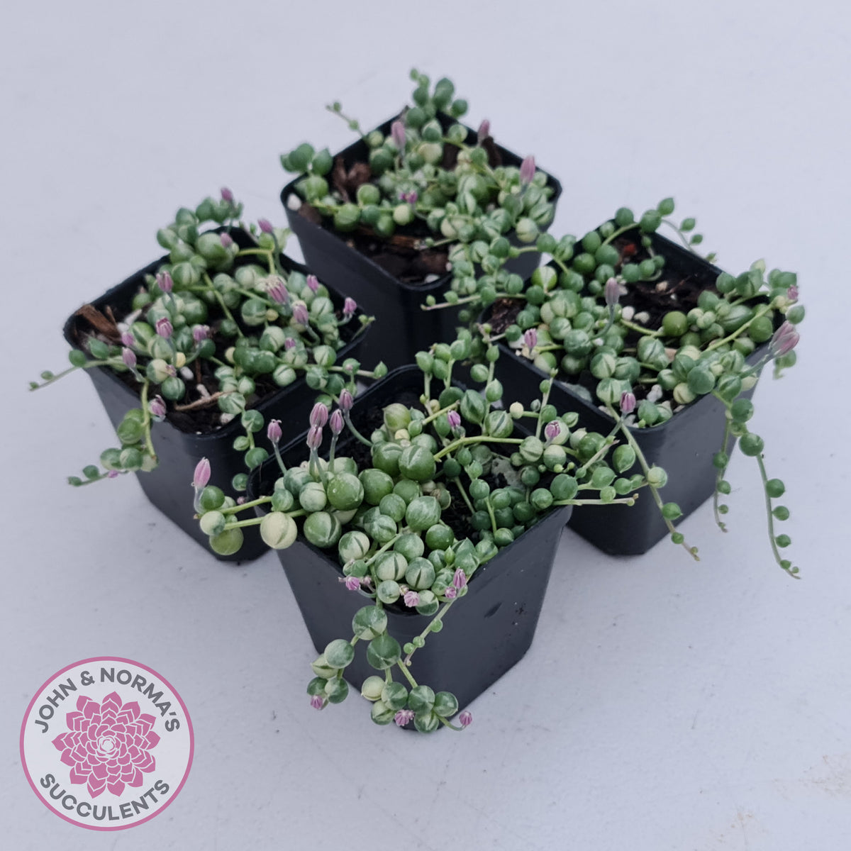Variegated String of Pearls - Senecio rowleyanus variegata