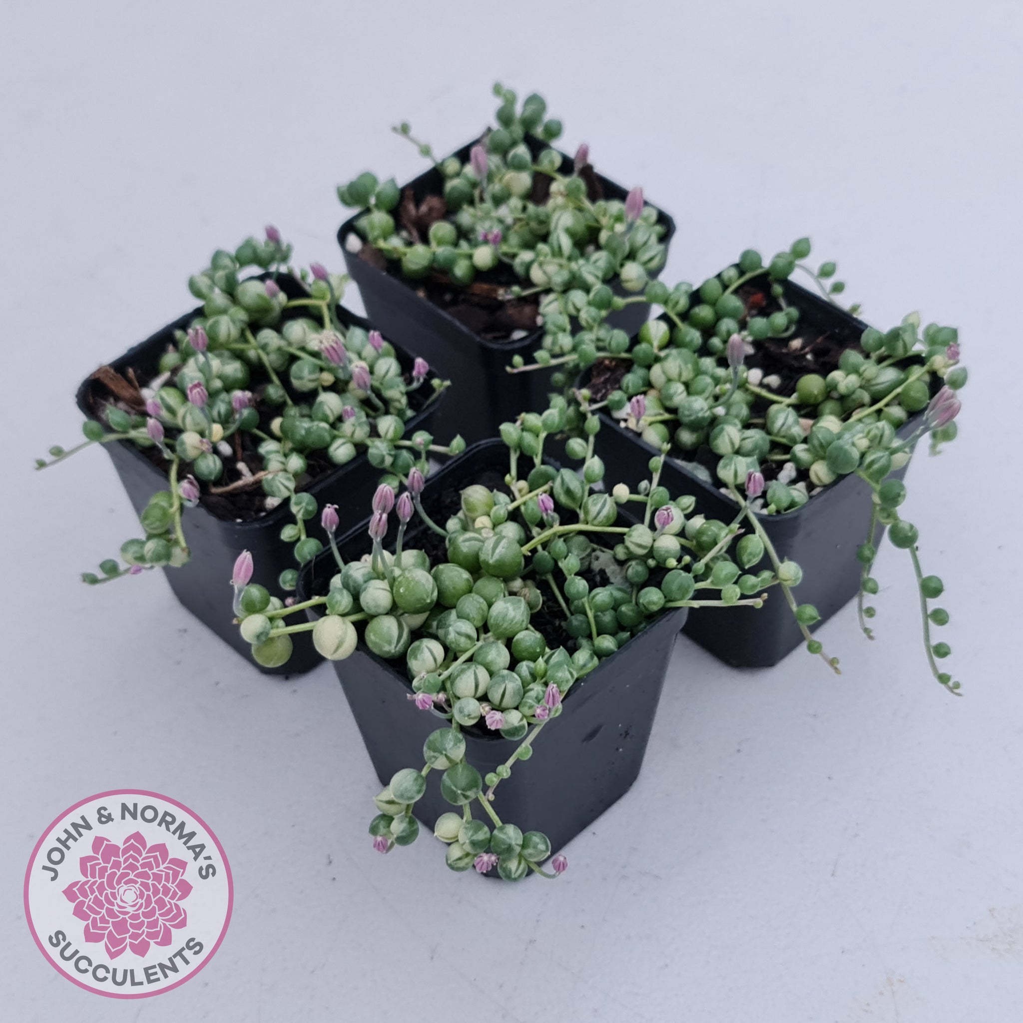 Buy Variegated String of Pearls - Senecio rowleyanus variegata Australia