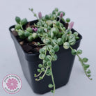 Variegated String of Pearls - Senecio rowleyanus variegata