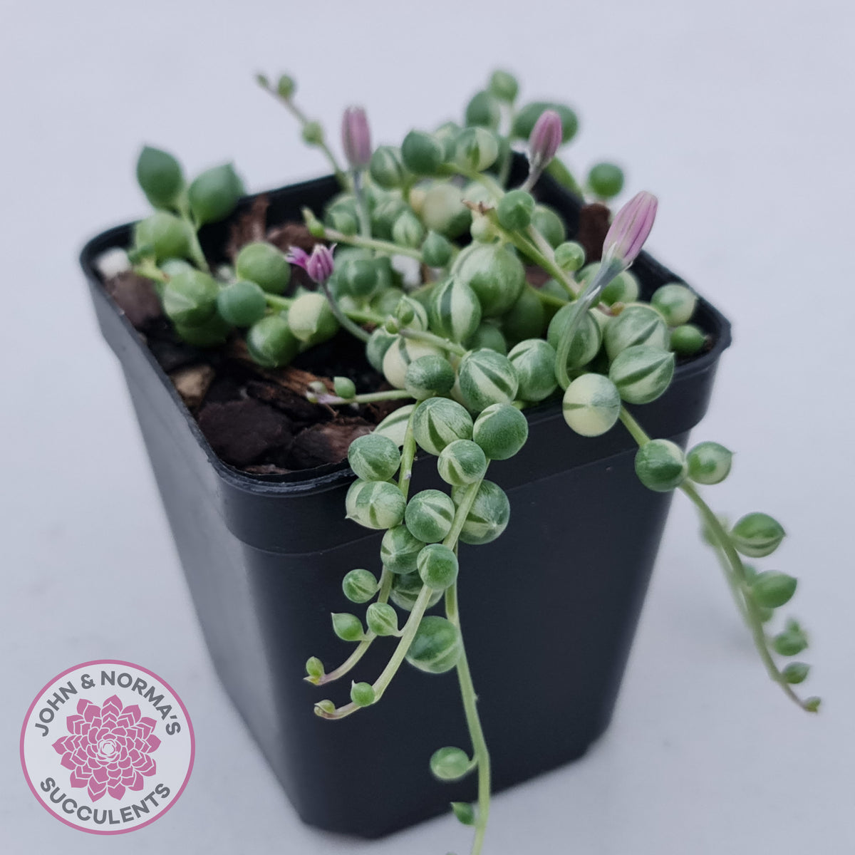 Variegated String of Pearls - Senecio rowleyanus variegata