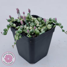 Load image into Gallery viewer, Variegated String of Pearls - Senecio rowleyanus variegata
