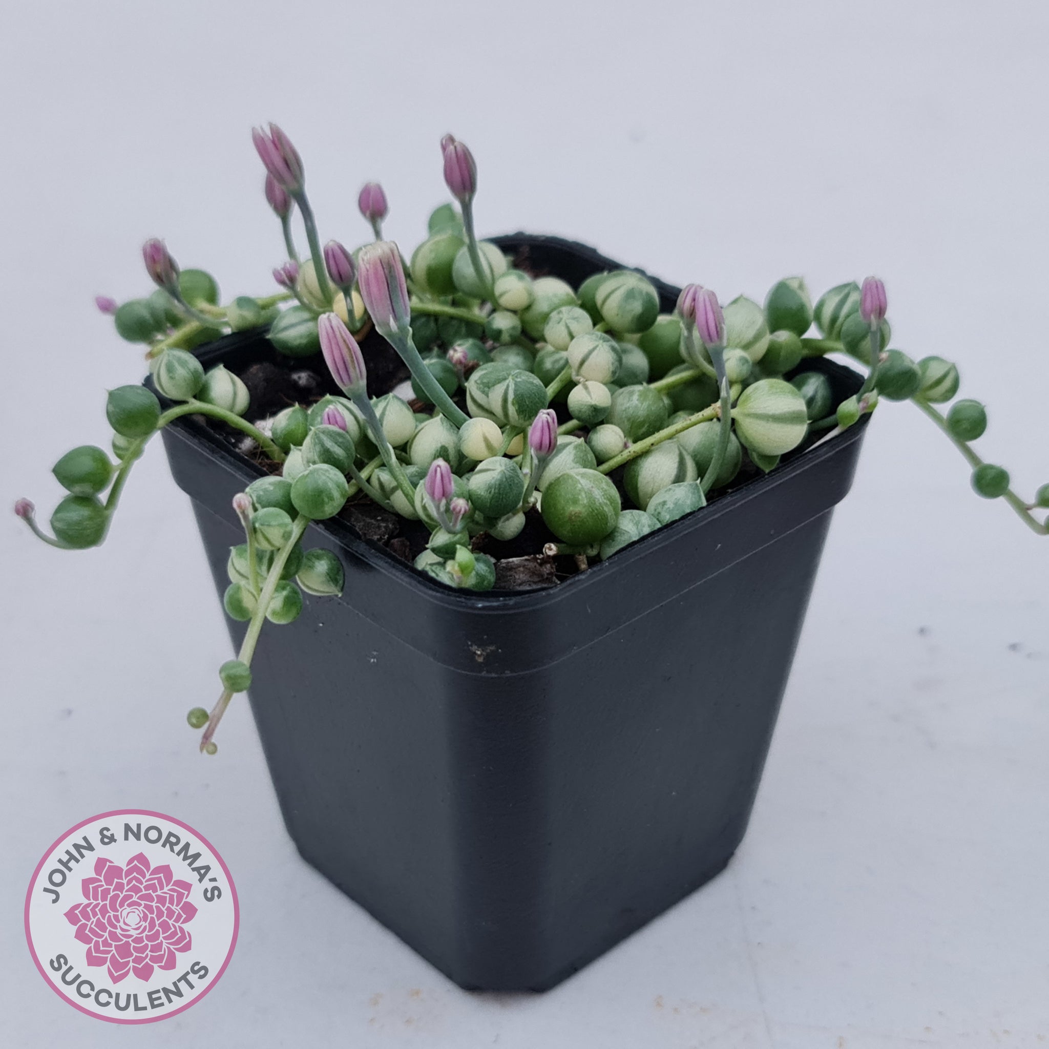 Buy Variegated String of Pearls - Senecio rowleyanus variegata Australia