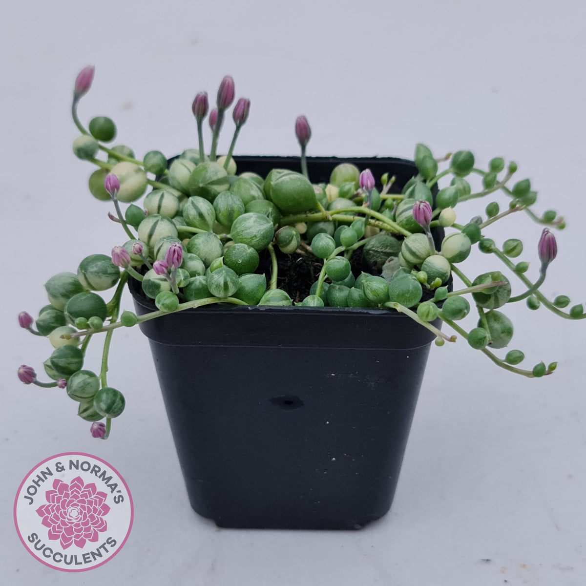 Variegated String of Pearls - Senecio rowleyanus variegata