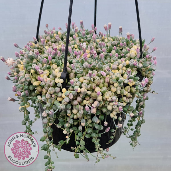 Buy Variegated String of Pearls - Senecio rowleyanus variegata Australia