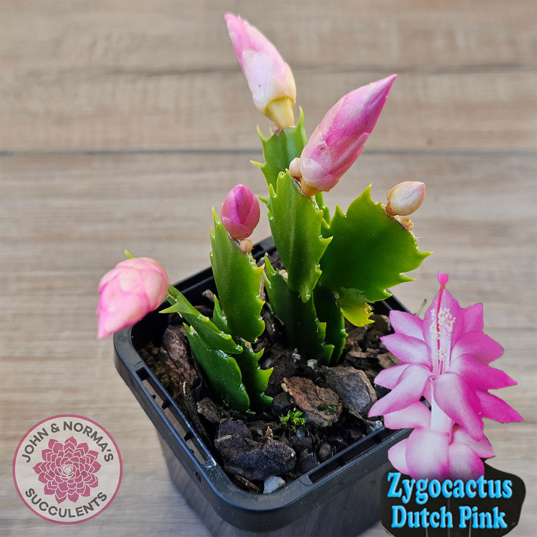 Zygocactus 'Dutch Pink'