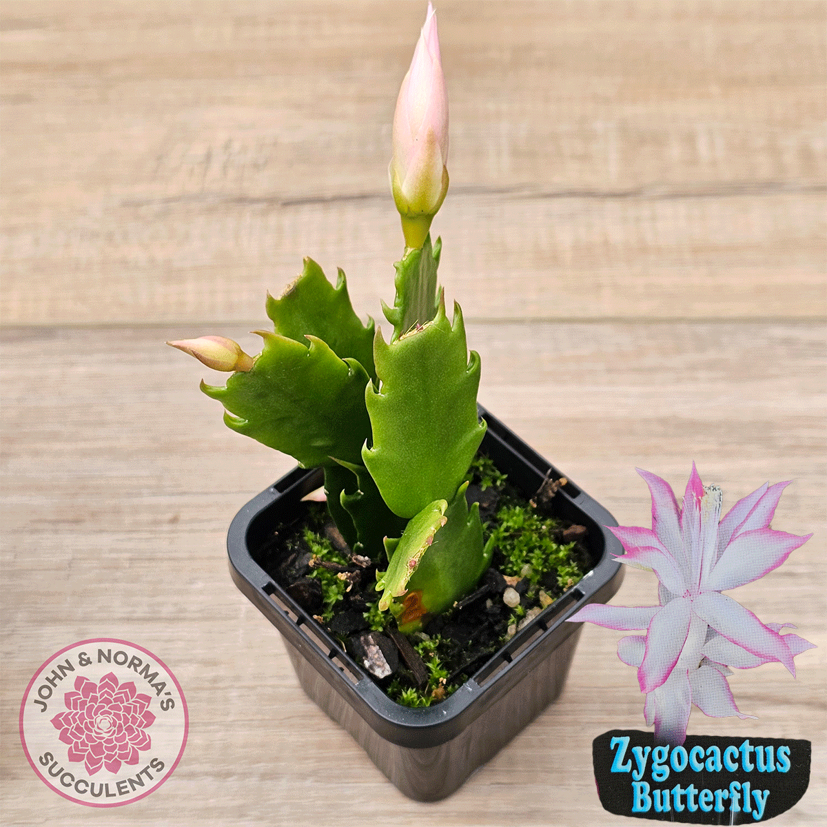 Zygocactus 'Butterfly'