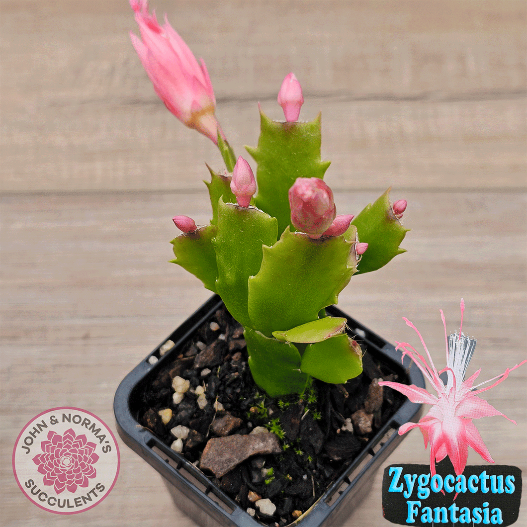 Zygocactus 'Fantasia'