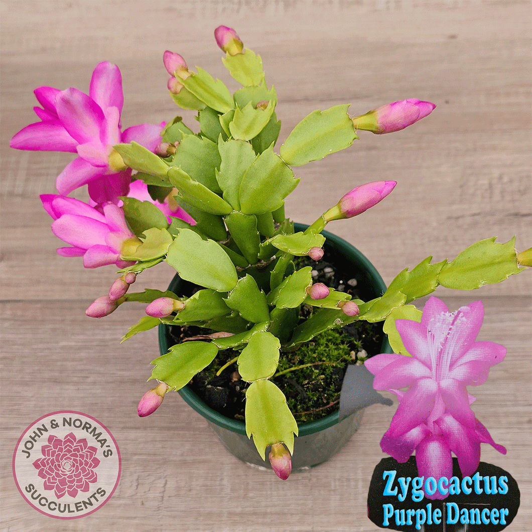 Zygocactus 'Purple Dancer'