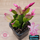 Zygocactus 'Thor Caroline'