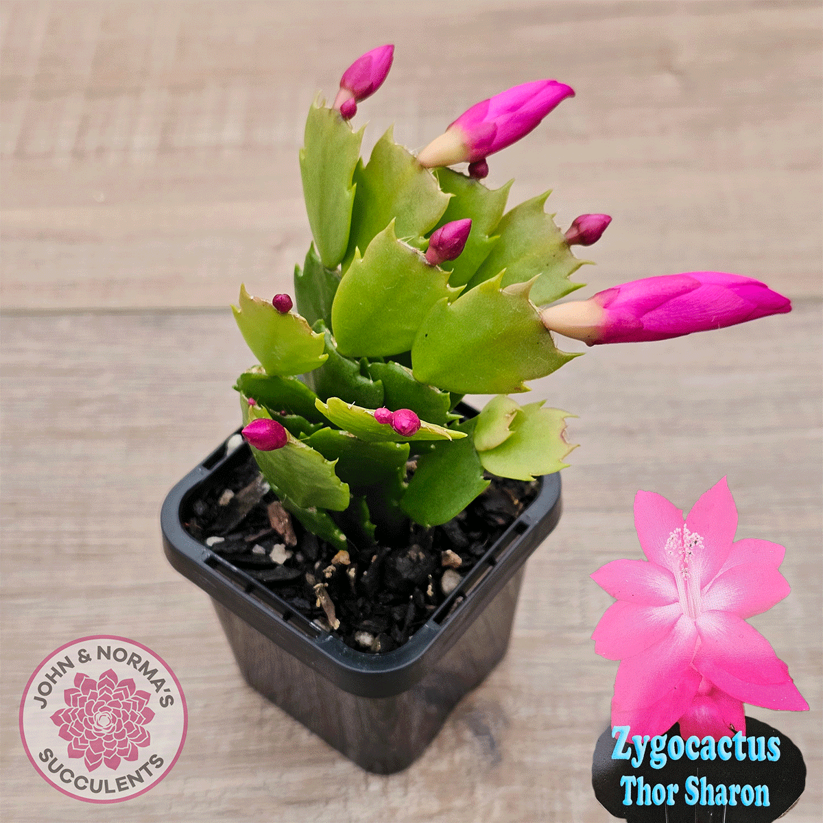 Zygocactus 'Thor Sharon'