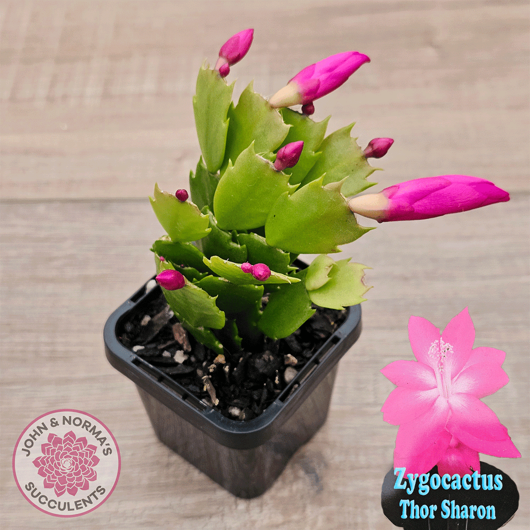 Zygocactus 'Thor Sharon'