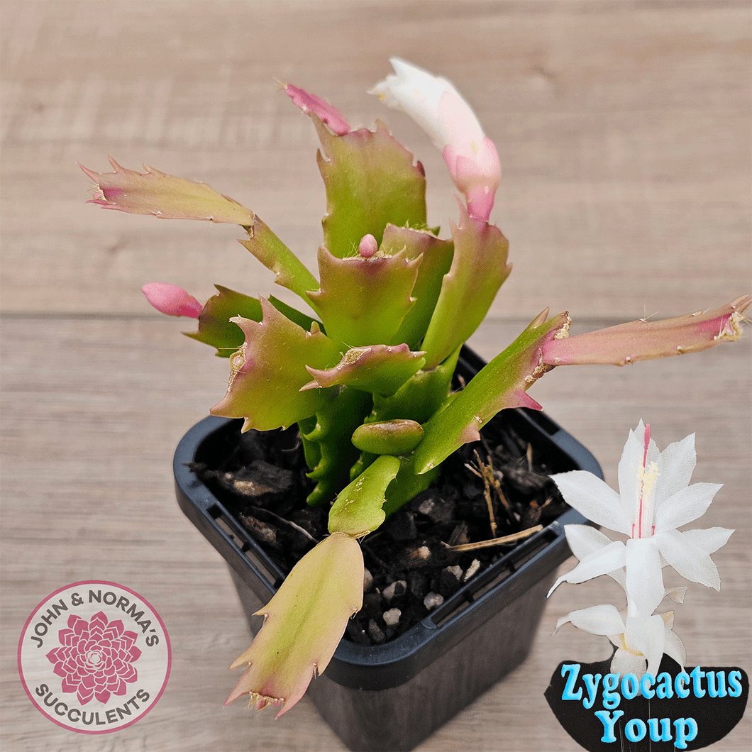 Zygocactus 'Youp'