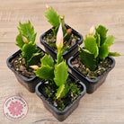 Zygocactus 'Butterfly'