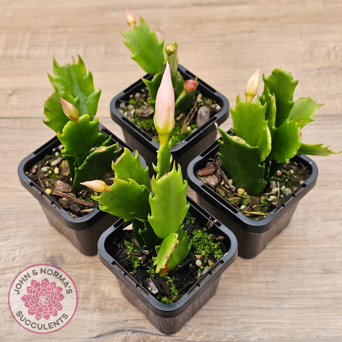Zygocactus 'Butterfly'