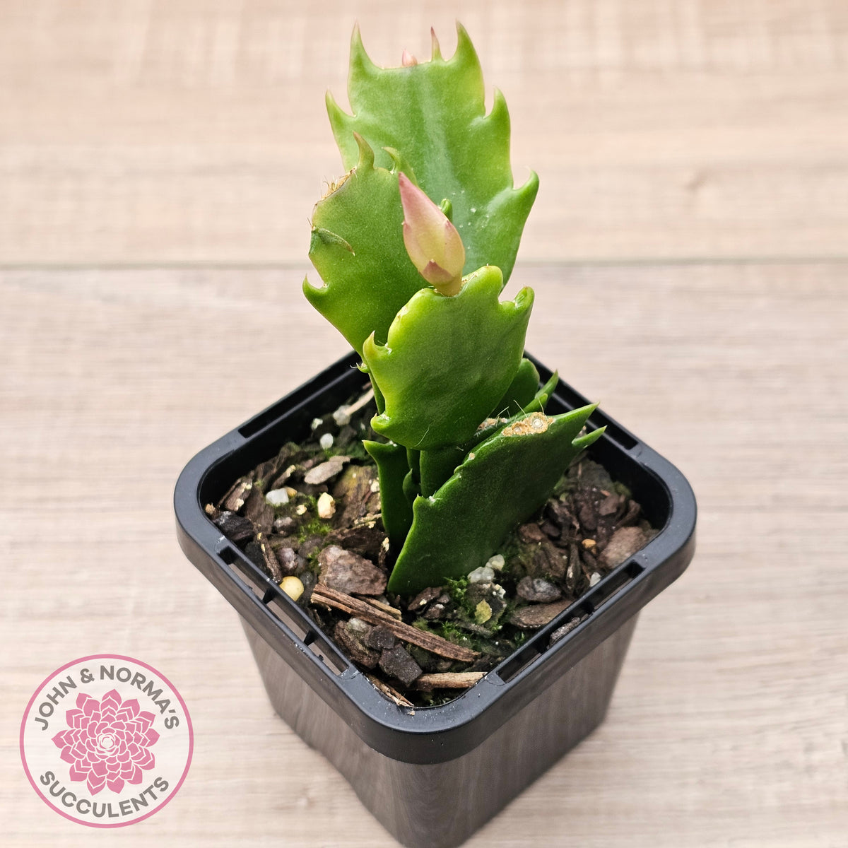 Zygocactus 'Butterfly'