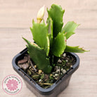 Zygocactus 'Butterfly'