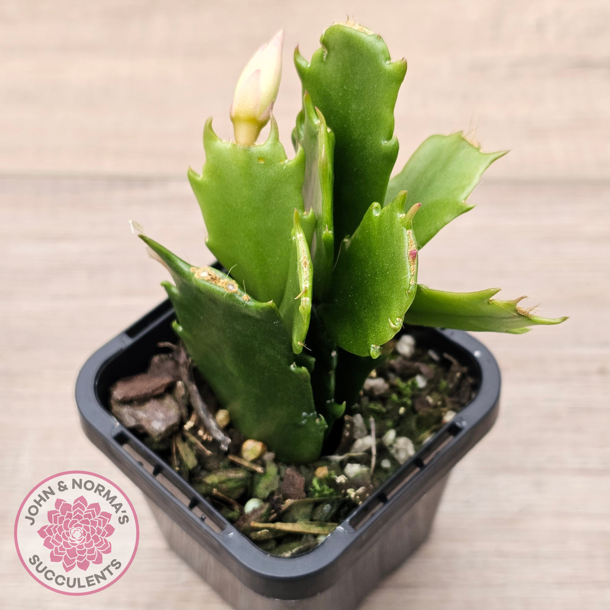 Zygocactus 'Butterfly'