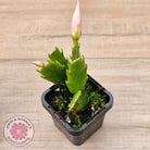 Zygocactus 'Butterfly'