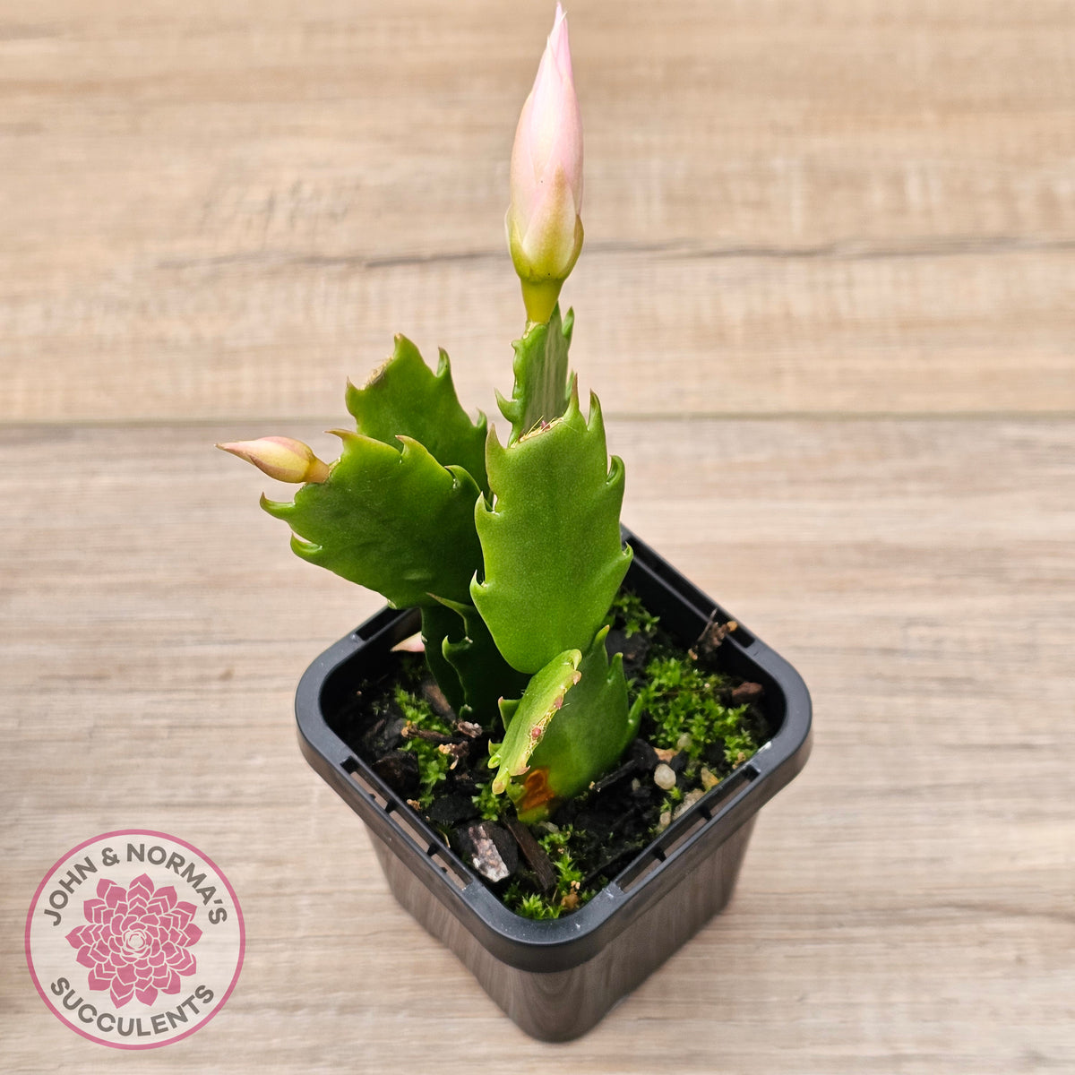 Zygocactus 'Butterfly'