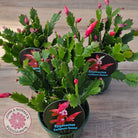 Zygocactus 'Caribbean Dancer'