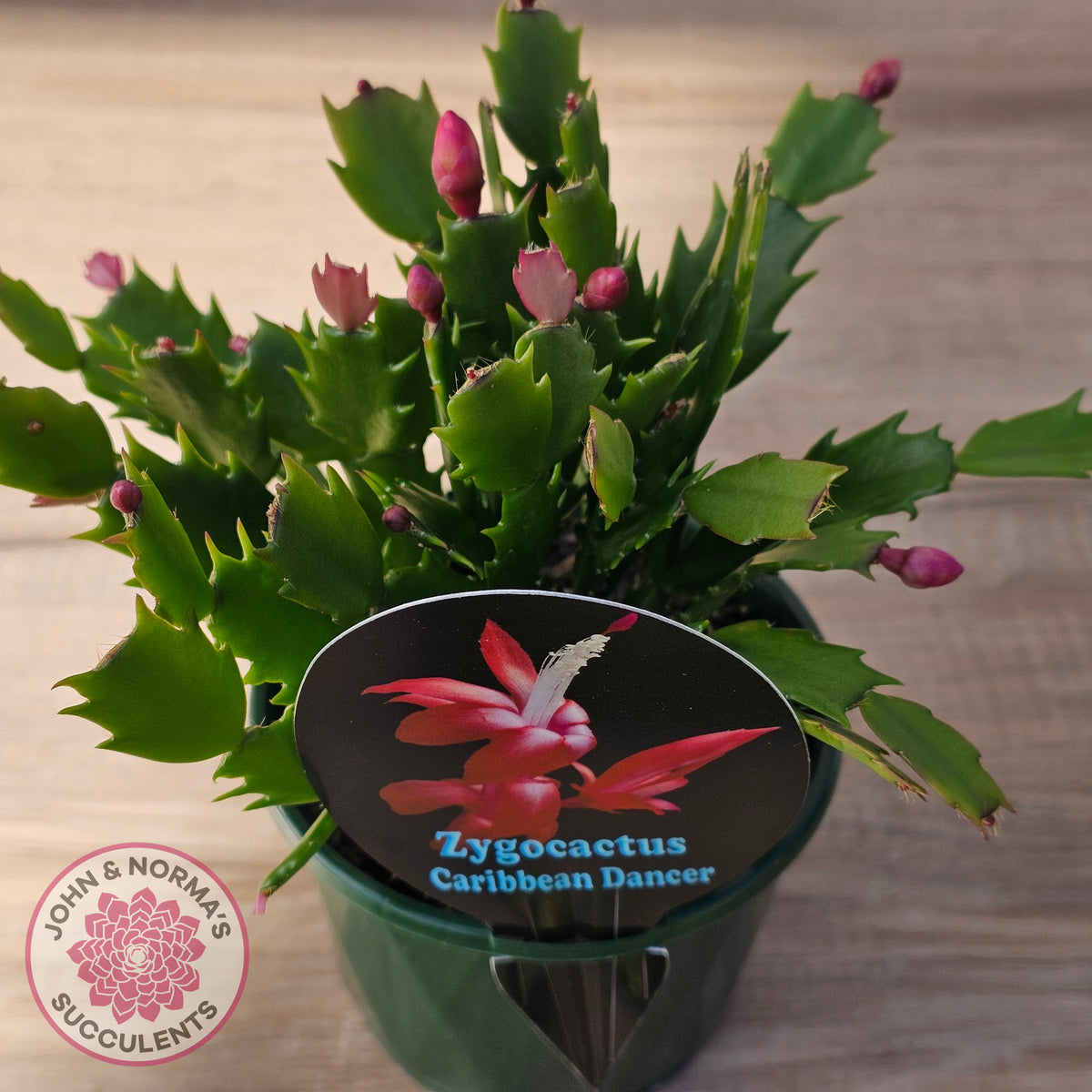 Zygocactus 'Caribbean Dancer'