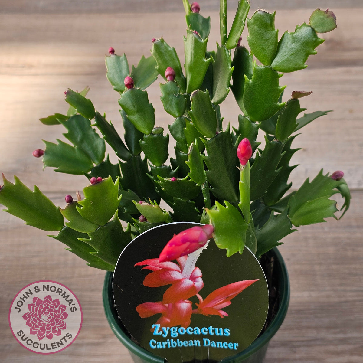 Zygocactus 'Caribbean Dancer'