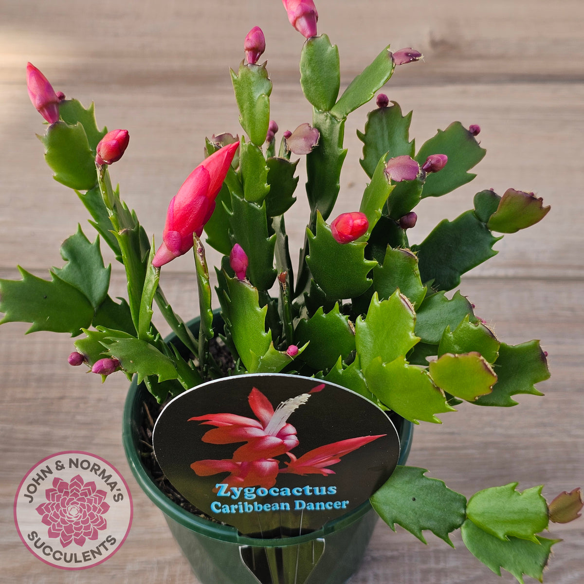 Zygocactus 'Caribbean Dancer'