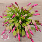 Zygocactus 'Caribbean Dancer'