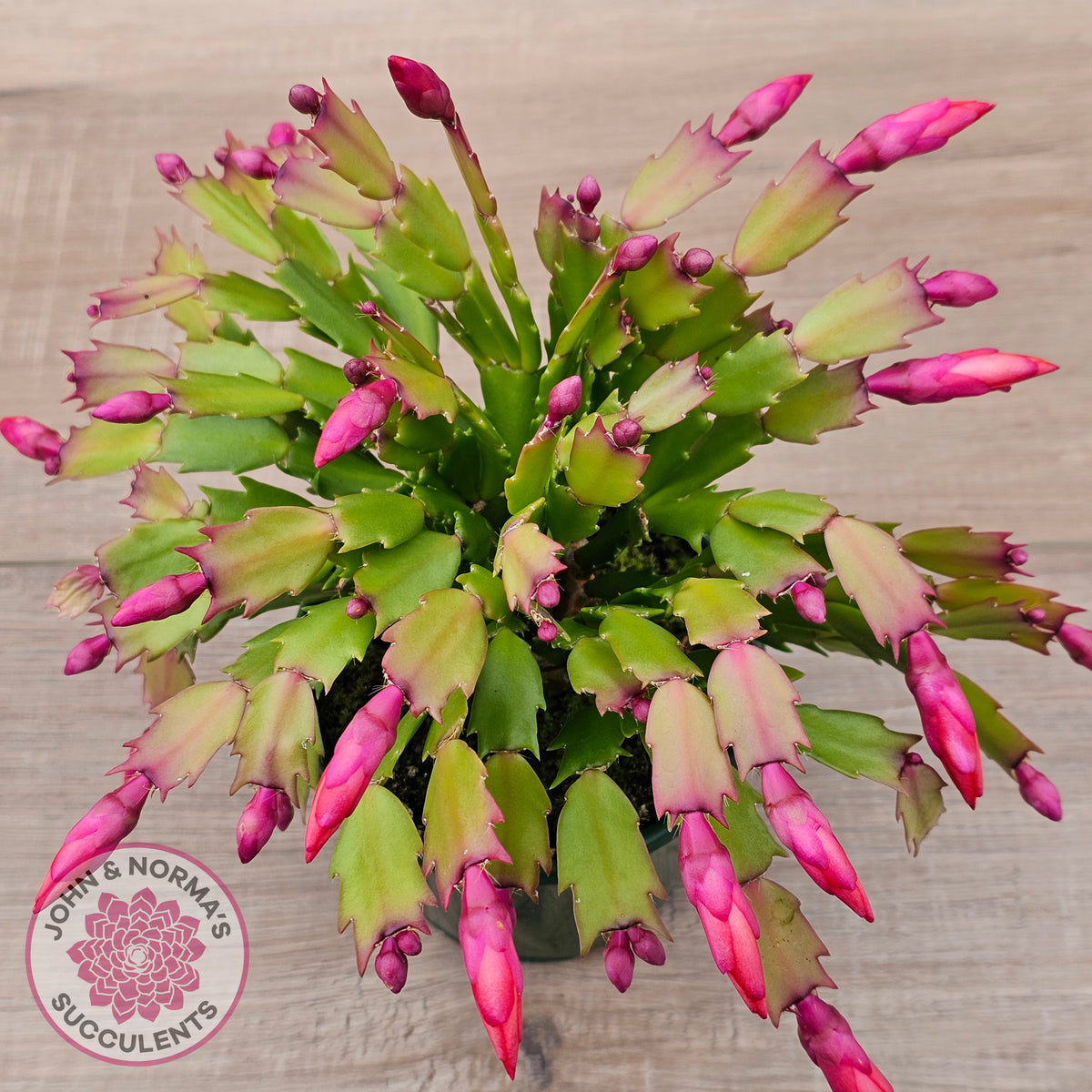 Zygocactus 'Caribbean Dancer'