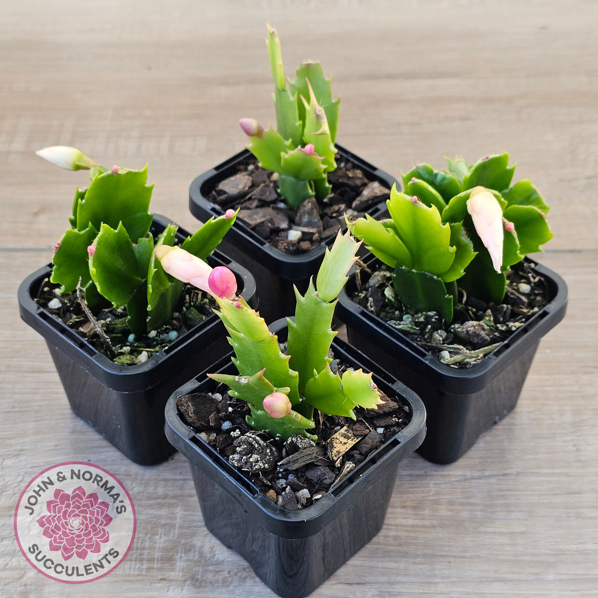 Zygocactus 'Cecilia'