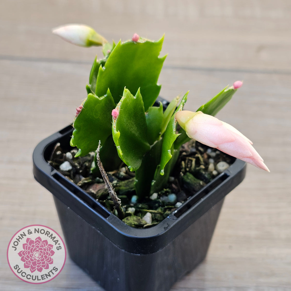 Zygocactus 'Cecilia'