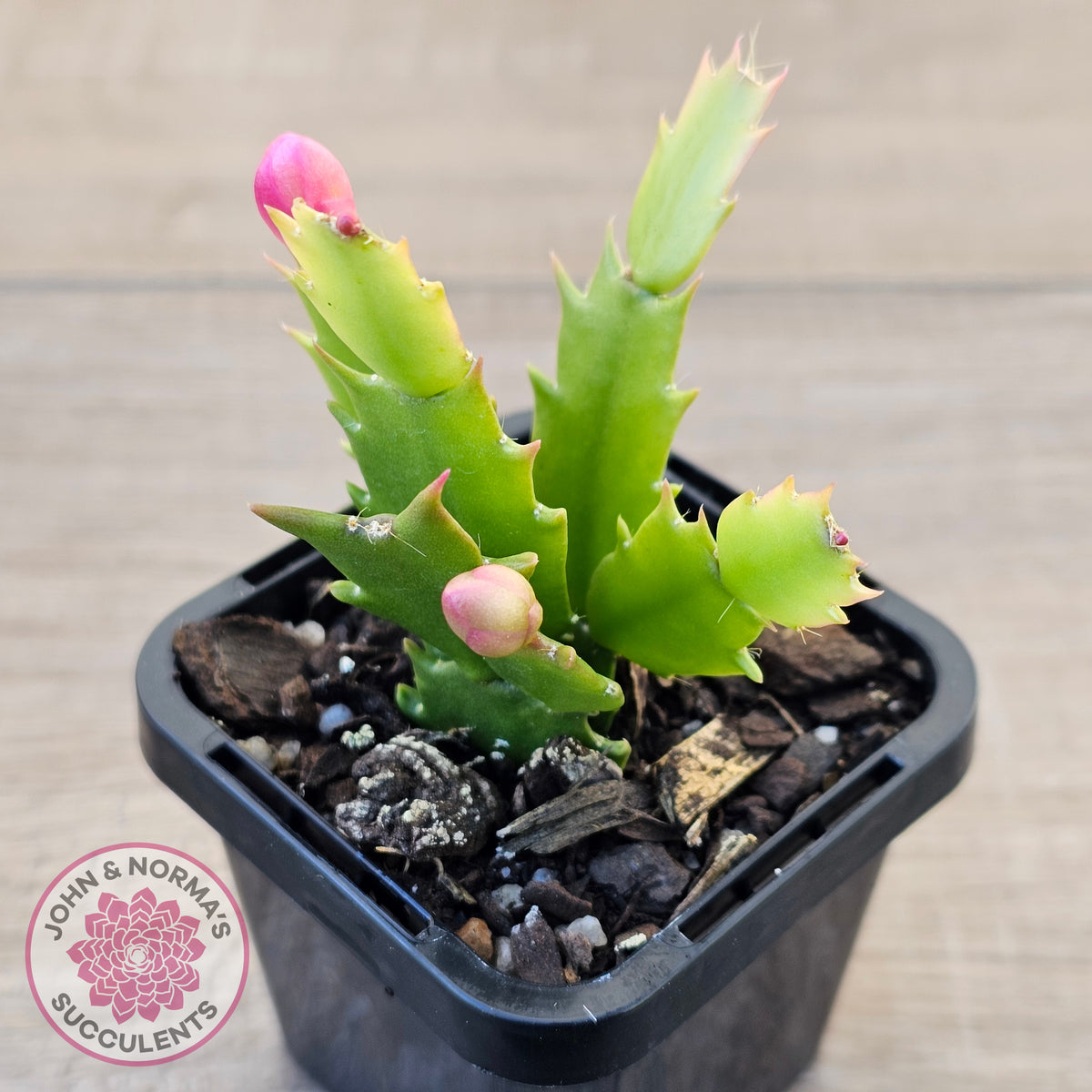 Zygocactus 'Cecilia'