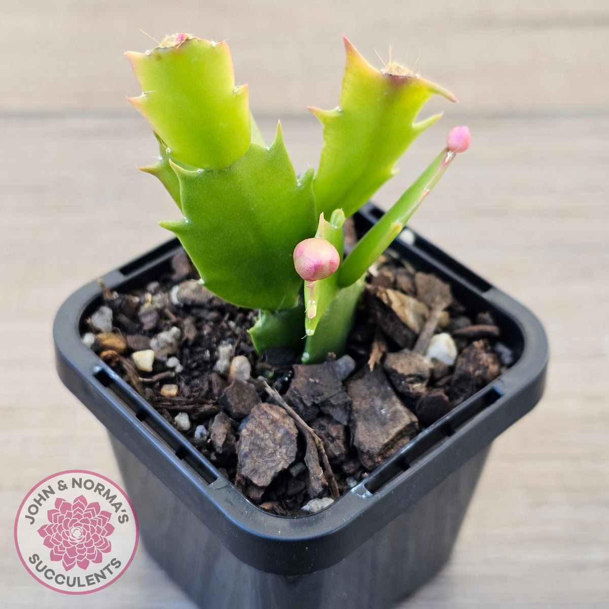 Zygocactus 'Cecilia'