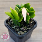 Zygocactus 'Cecilia'