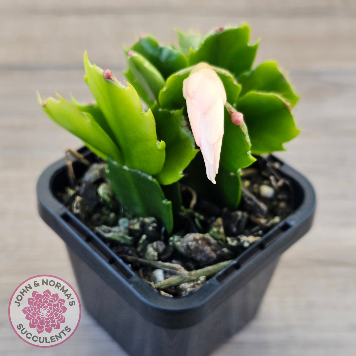 Zygocactus 'Cecilia'