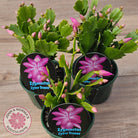 Zygocactus 'Cyber Dancer'