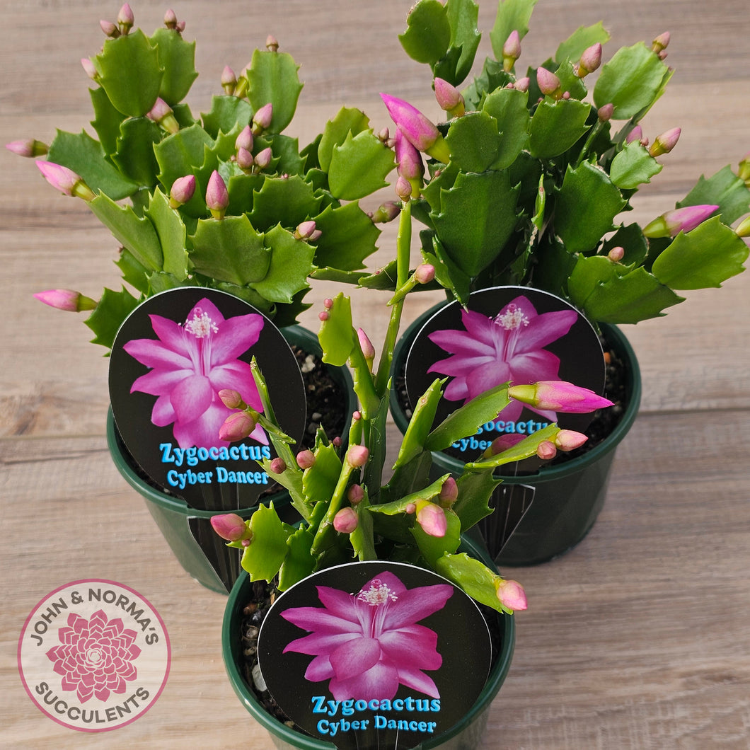 Zygocactus 'Cyber Dancer'