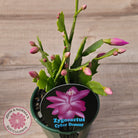 Zygocactus 'Cyber Dancer'
