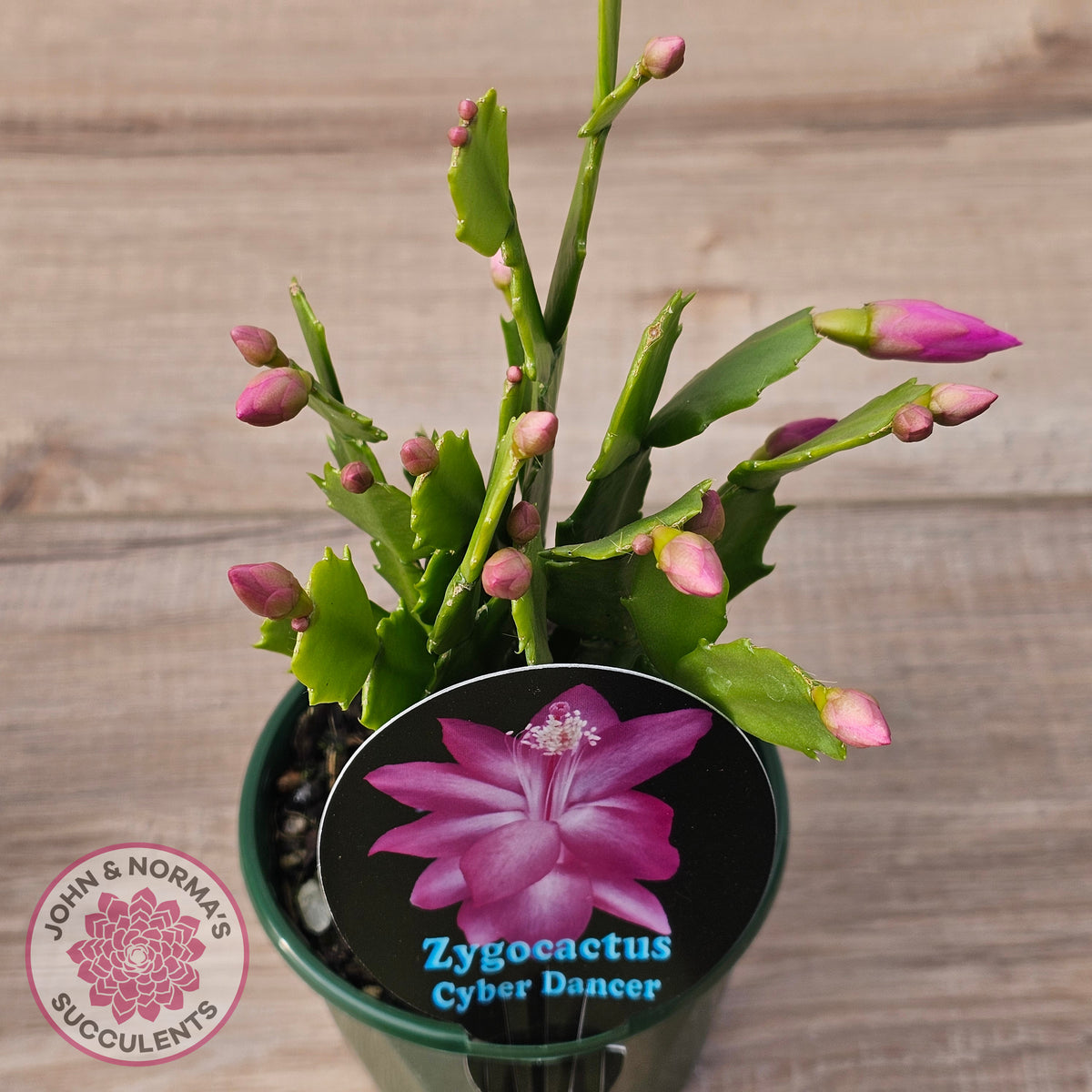 Zygocactus 'Cyber Dancer'