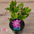 Zygocactus 'Cyber Dancer'