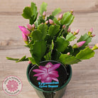 Zygocactus 'Cyber Dancer'