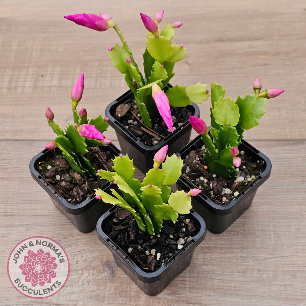 Zygocactus 'Cyber Dancer'