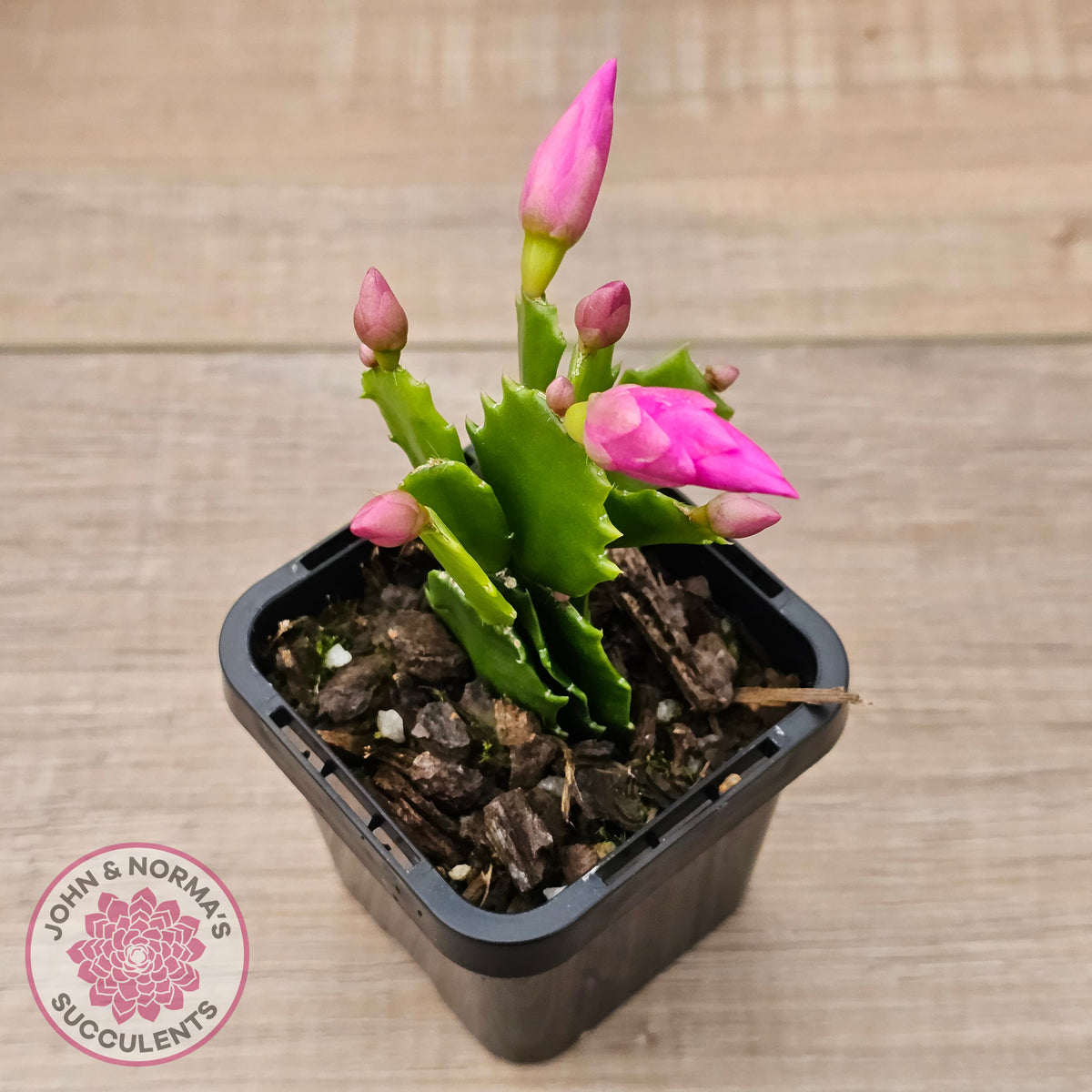 Zygocactus 'Cyber Dancer'
