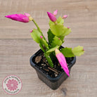Zygocactus 'Cyber Dancer'
